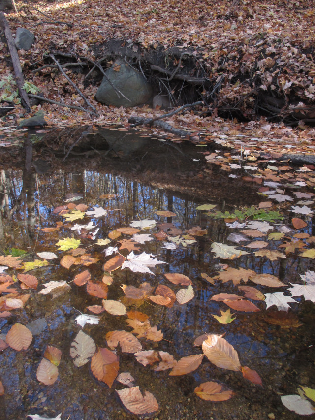 image of a forest and stream in fall with leaves and rocks and fallen trees
