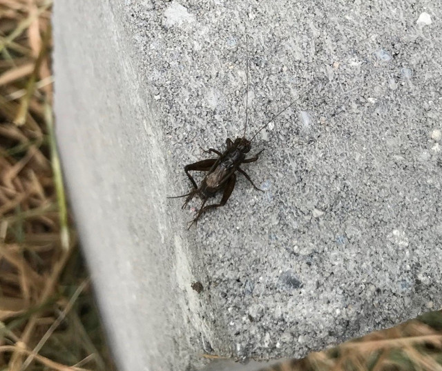 picture of a cricket sitting on a sunny concrete block
