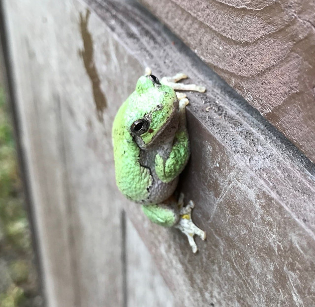 picture of a frog sitting on a door
