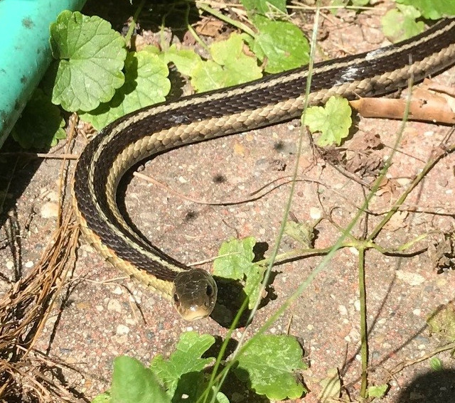 picture of a garter snake sitting on a sunny spot