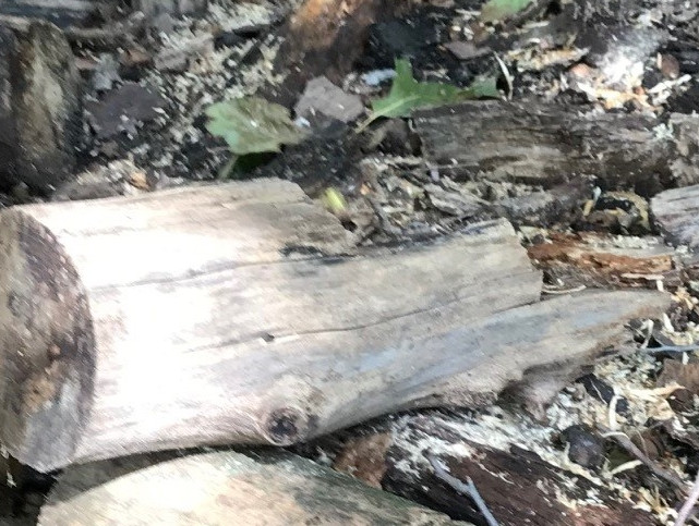 blurry picture of a wasp flying at me