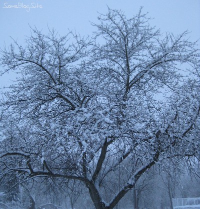 picture of snow covering an apple tree