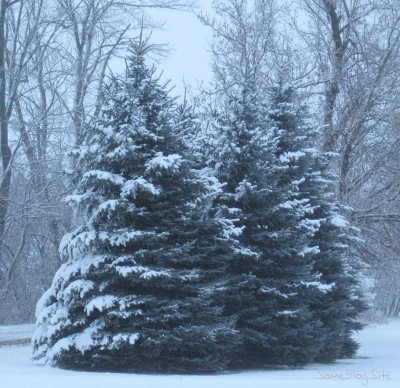 picture of winter snow a few pine trees