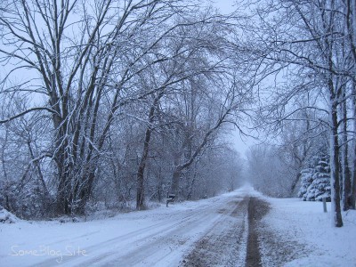 picture of winter snow on a tree-lined dirt road