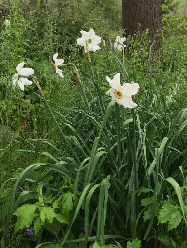 image of some daffodils flowering