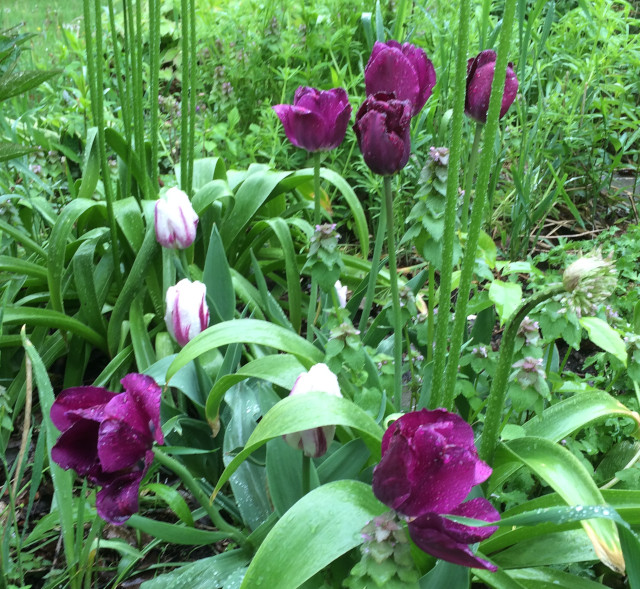 image of some tulips flowering