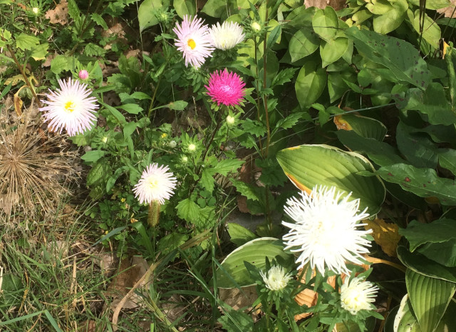 image of some asters in bloom