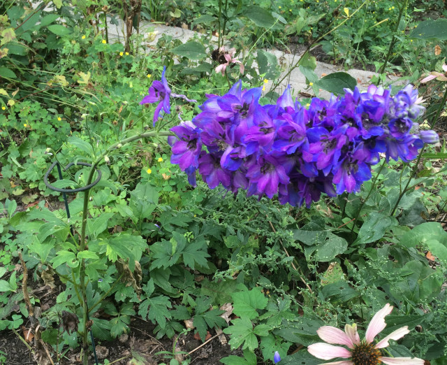 image of delphinium in bloom