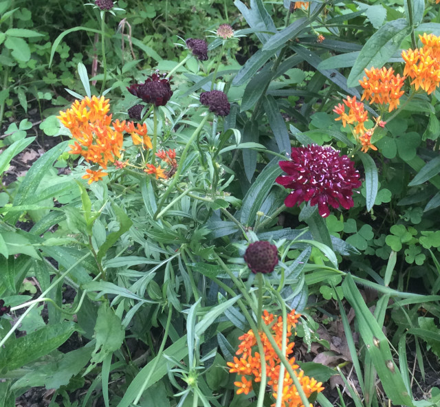 image of scabiosa in bloom