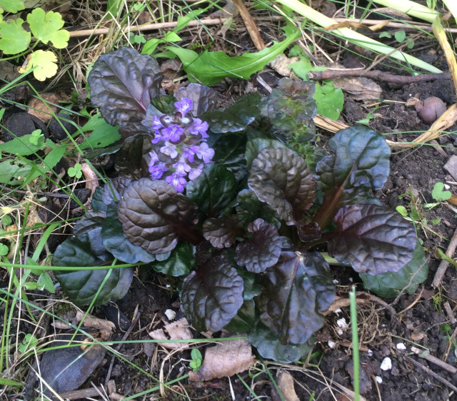 image of ajuga reptans in bloom