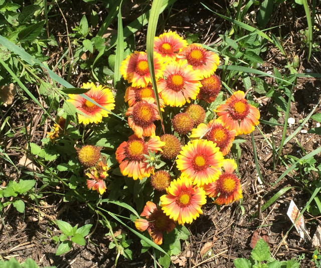 image of blanketflower in bloom