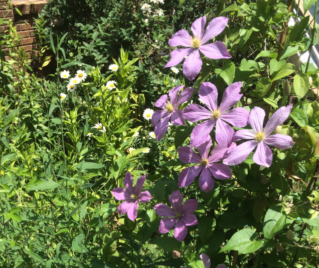 image of purple clematis in bloom