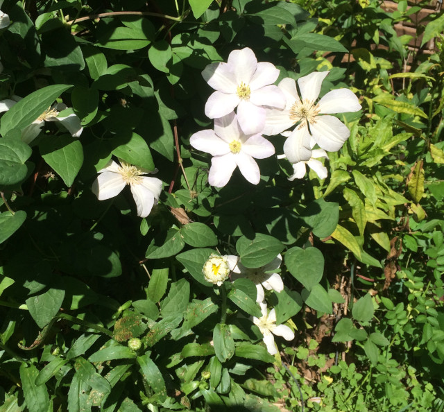 image of white clematis in bloom