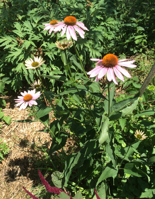 image of coneflower in bloom