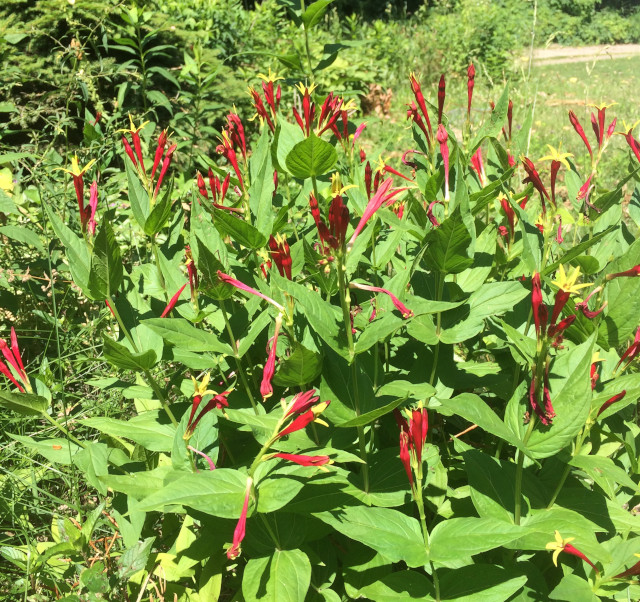 image of California firecracker in bloom