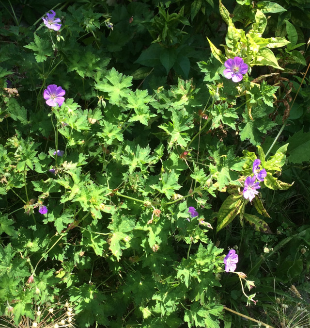 image of hardy geranium in bloom