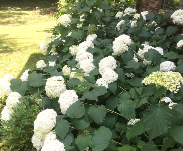 image of hydrangea in bloom