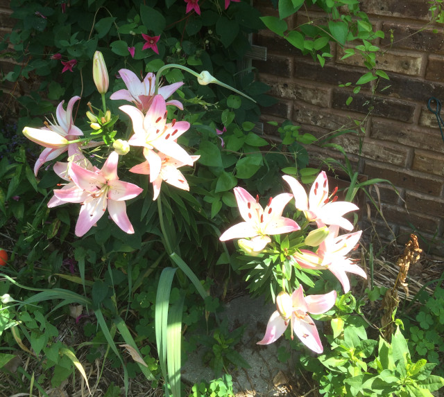 image of lily in bloom