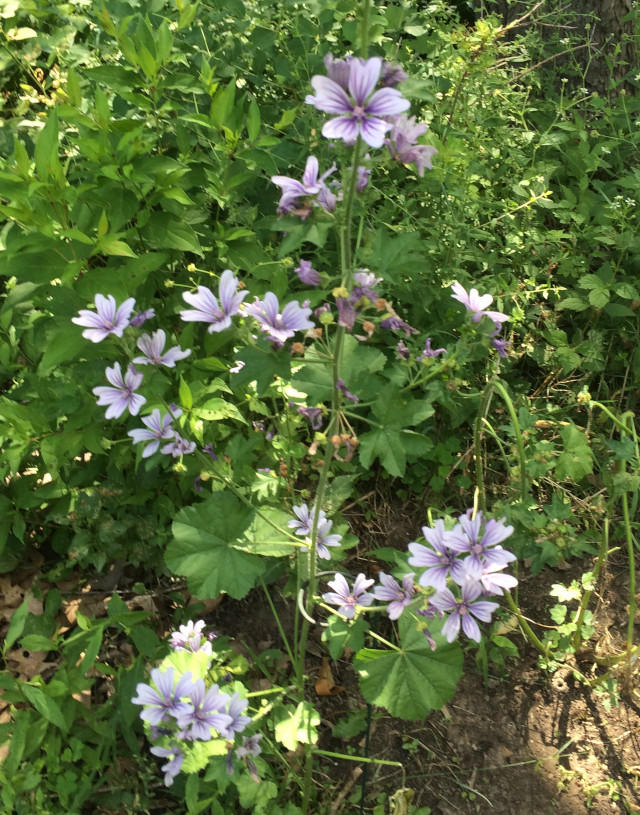 image of mallow in bloom