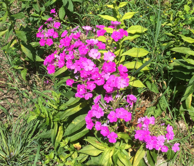 image of phlox in bloom