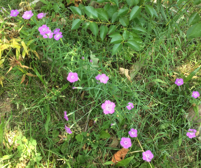 image of purple flowers in bloom