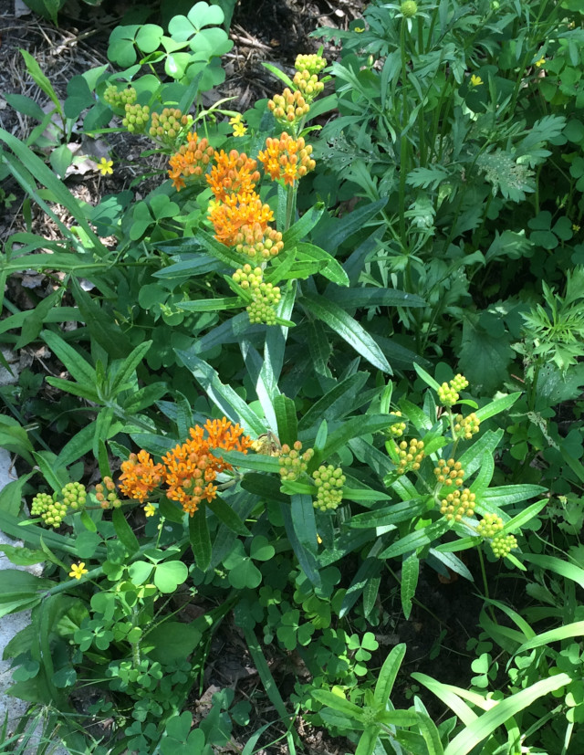 image of showy milkweed in bloom