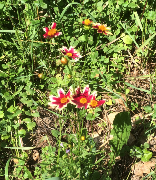 image of tickseed in bloom