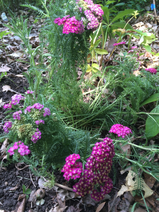 image of yarrow in bloom