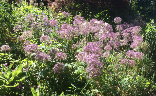 image of allium in bloom