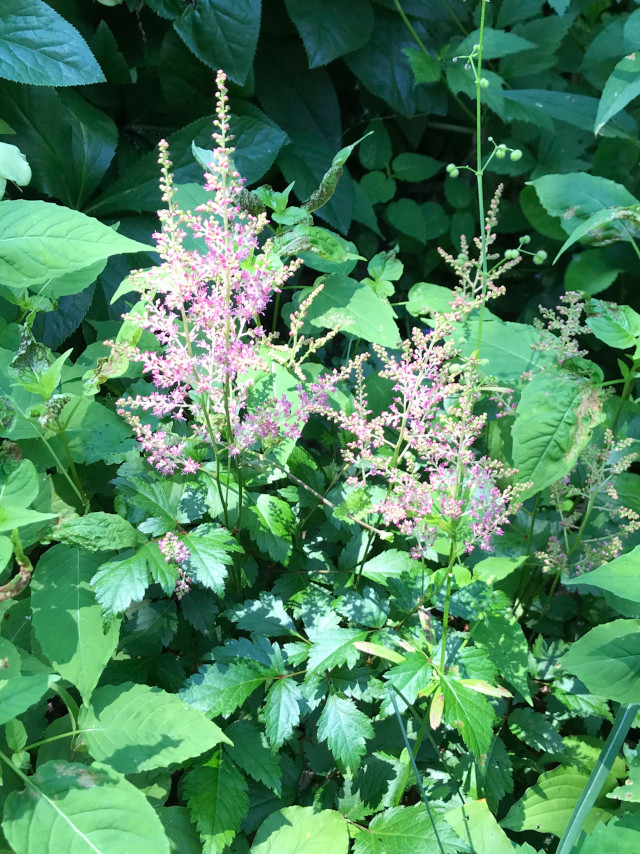 image of astilbe in bloom