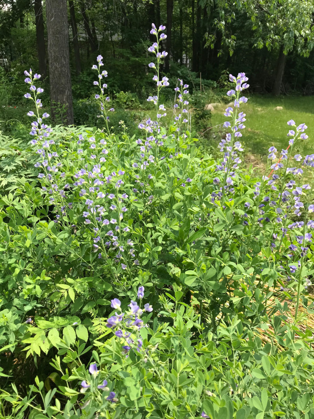 image of baptisia in bloom