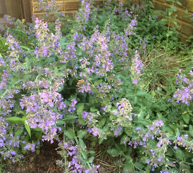 image of catmint in bloom