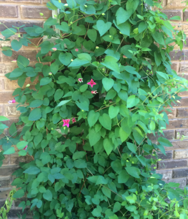 image of clematis in bloom