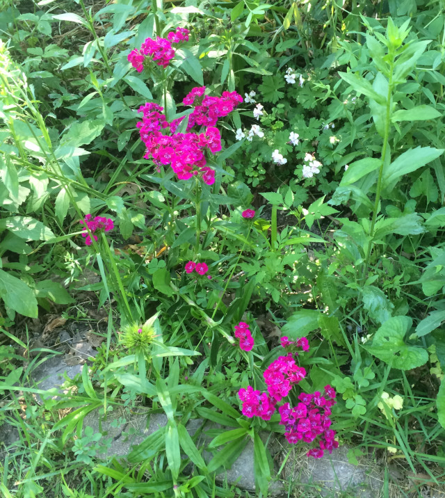 image of dianthus in bloom