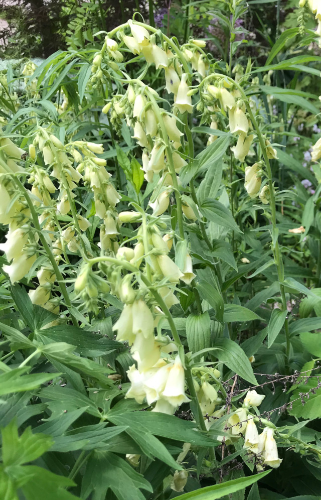 image of foxglove digitalis in bloom