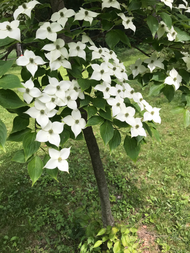 image of dogwood in bloom