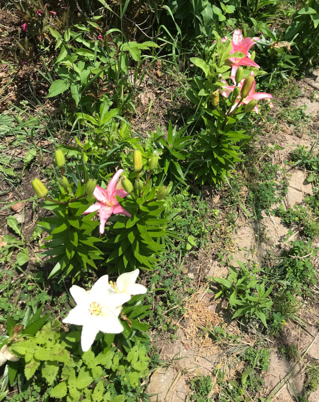image of small lilies in bloom