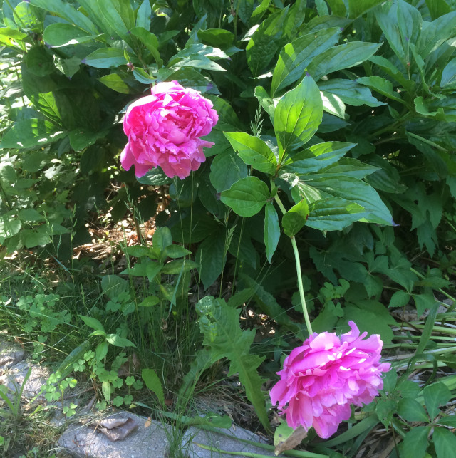 image of pink peony in bloom
