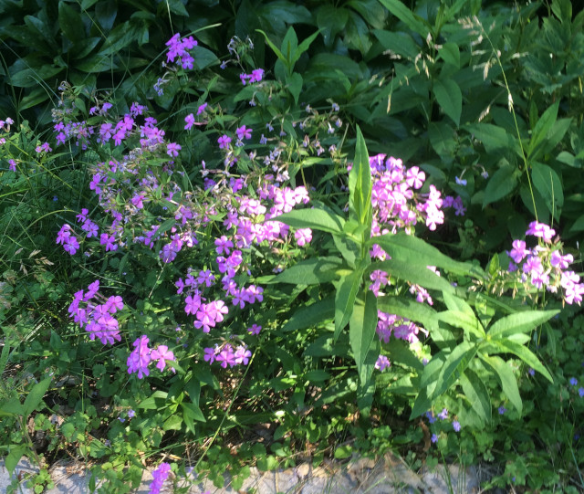 image of creeping phlox in bloom