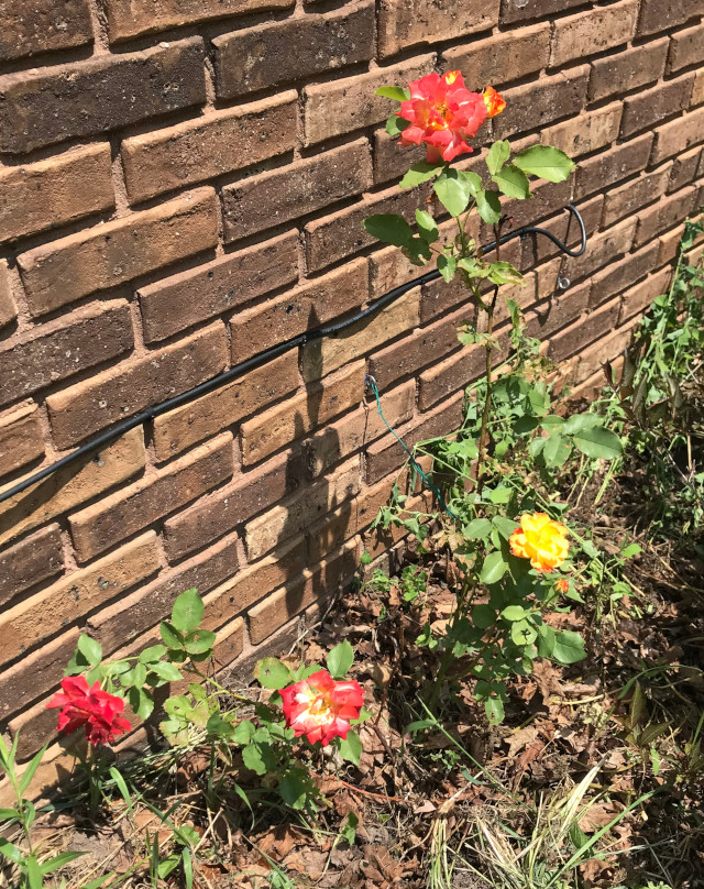 image of climbing rose in bloom