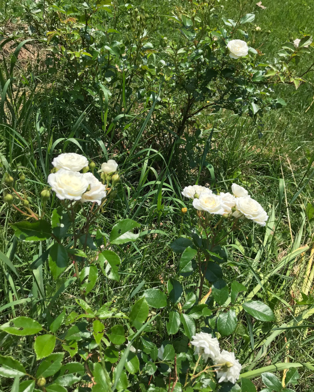 image of white rose bush in bloom