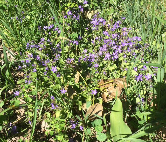 image of Siberian bellflower in bloom