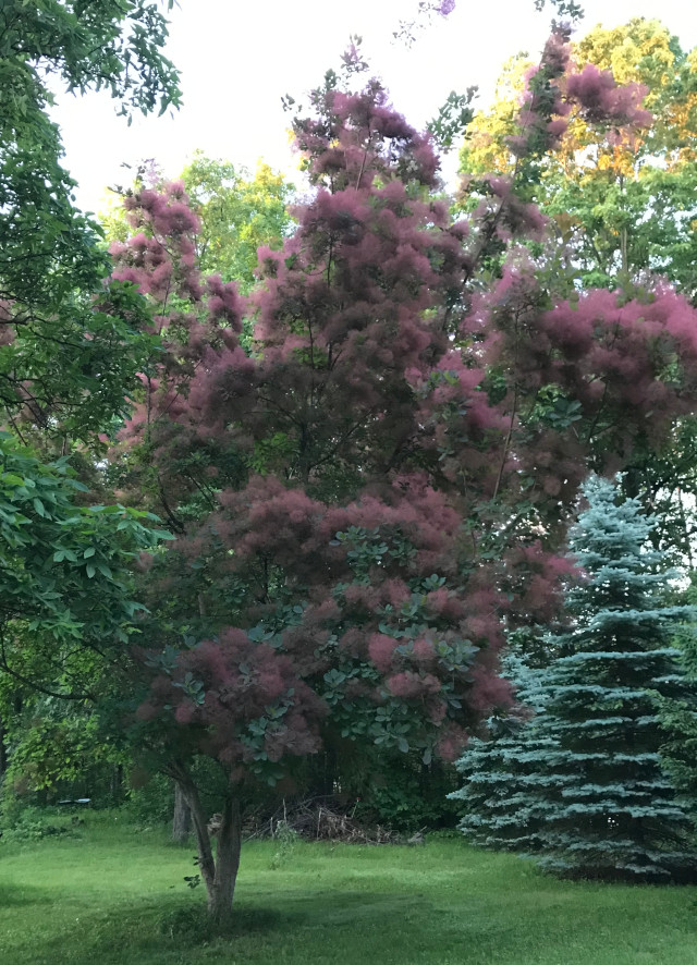 image of pink smoke bush (pink smoke tree) in bloom