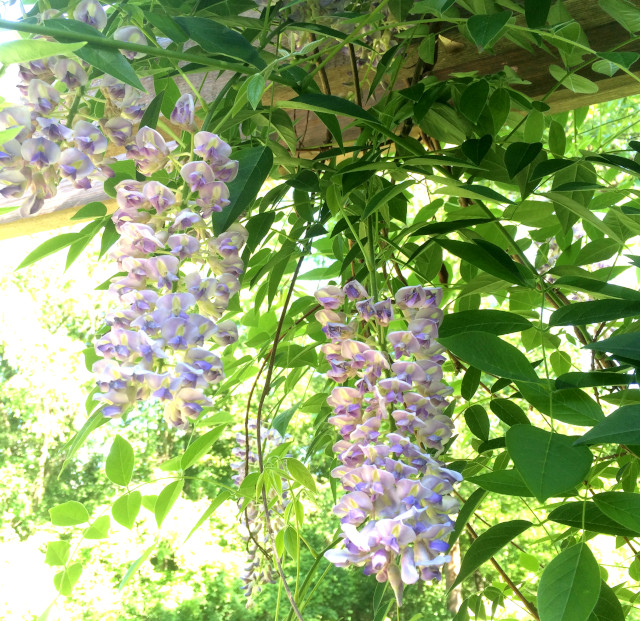 image of wisteria in bloom