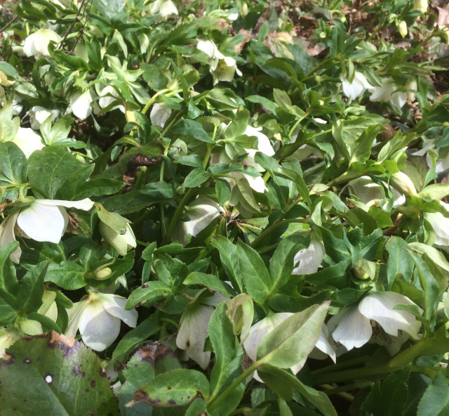 image of hellebore in bloom