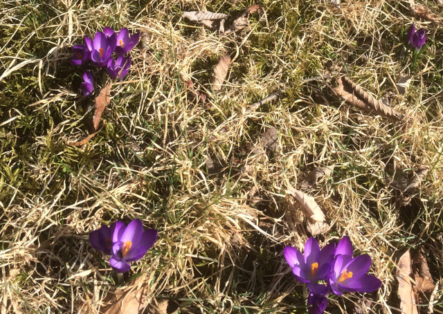 image of early snowdrops in bloom