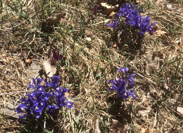 image of Siberian iris in bloom