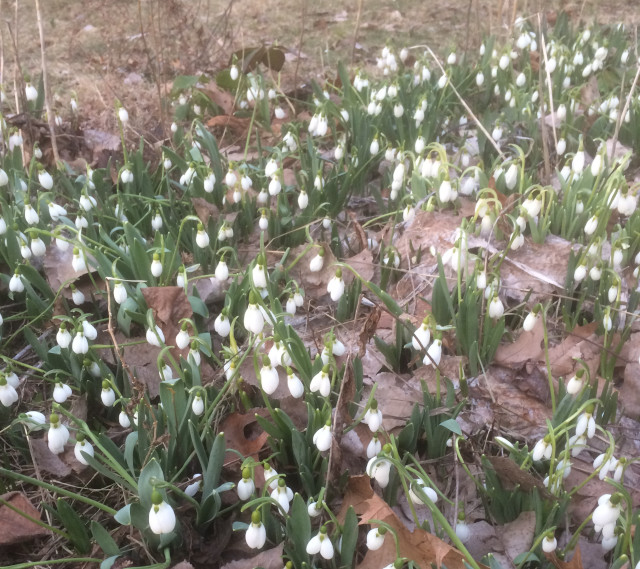 image of early snowdrops in bloom