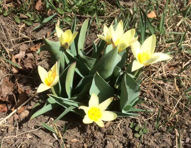 image of early tulips in bloom