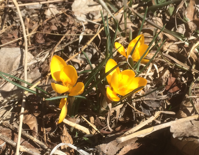 image of yellow crocus in bloom